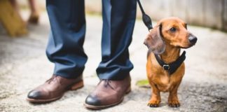 If you love the thought of having your pooch at your wedding, you'll love our round up of 9 of the best looking pets at weddings!