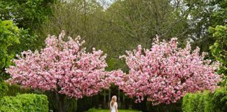 Outdoor cherry blossoms arching over bride