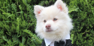 Dog dressed up for wedding